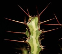 Euphorbia odontophora
