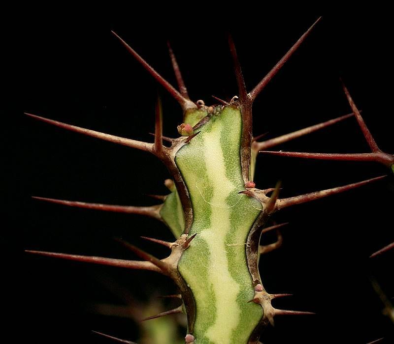 Euphorbia odontophora