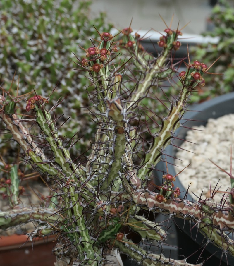 Euphorbia odontophora photo 3