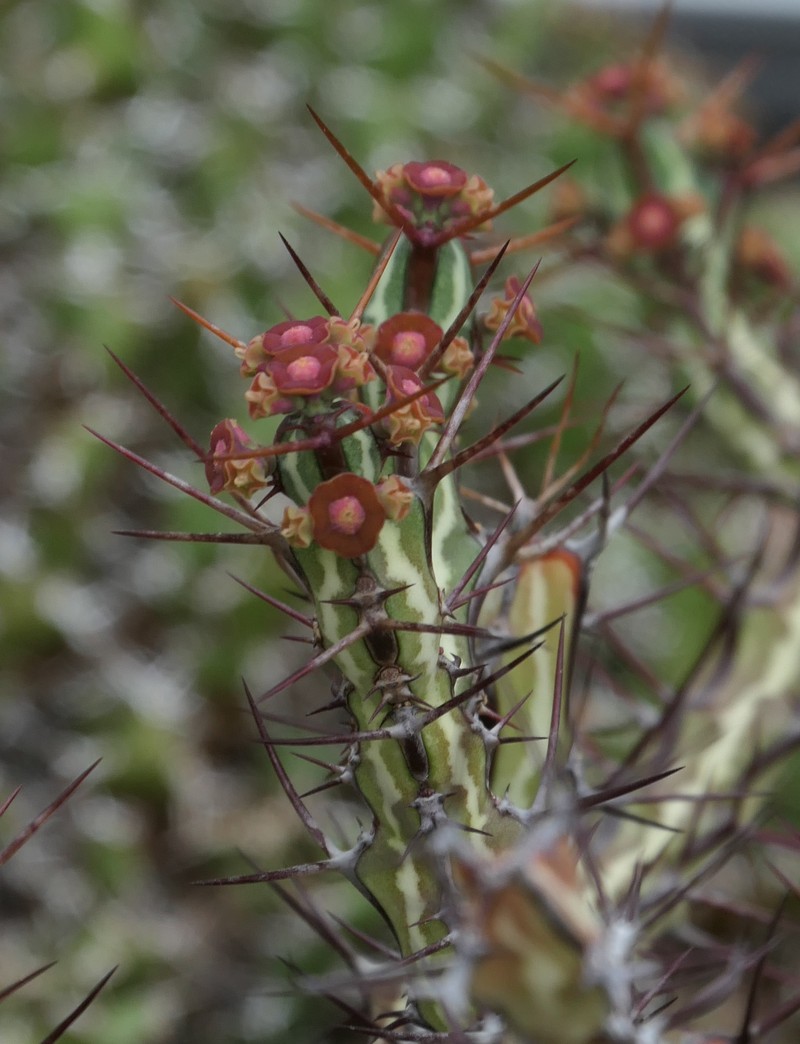 Euphorbia odontophora photo 4