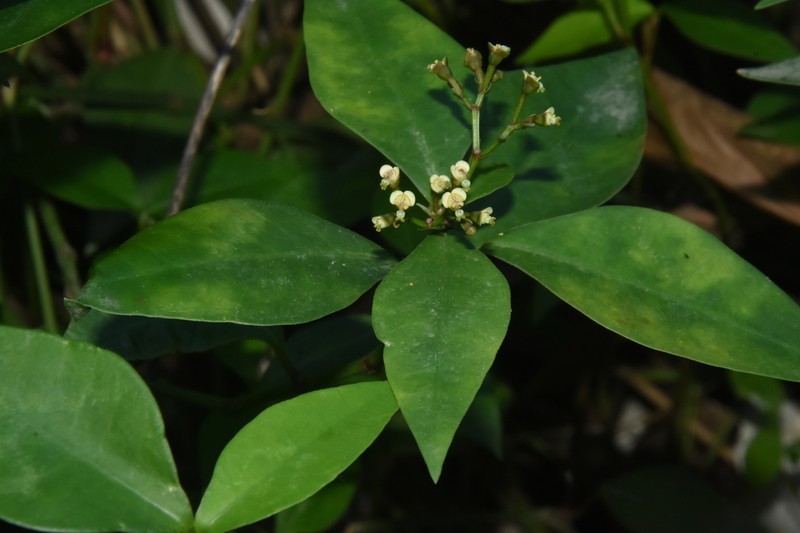 West Indian Spurge photo 2