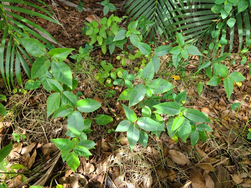 West Indian Spurge photo 5