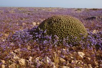 Euphorbia officinarum