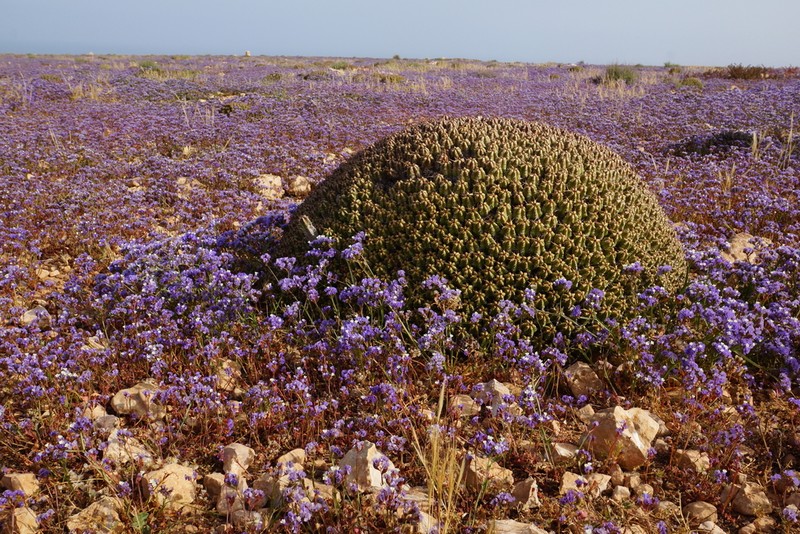 Euphorbia officinarum