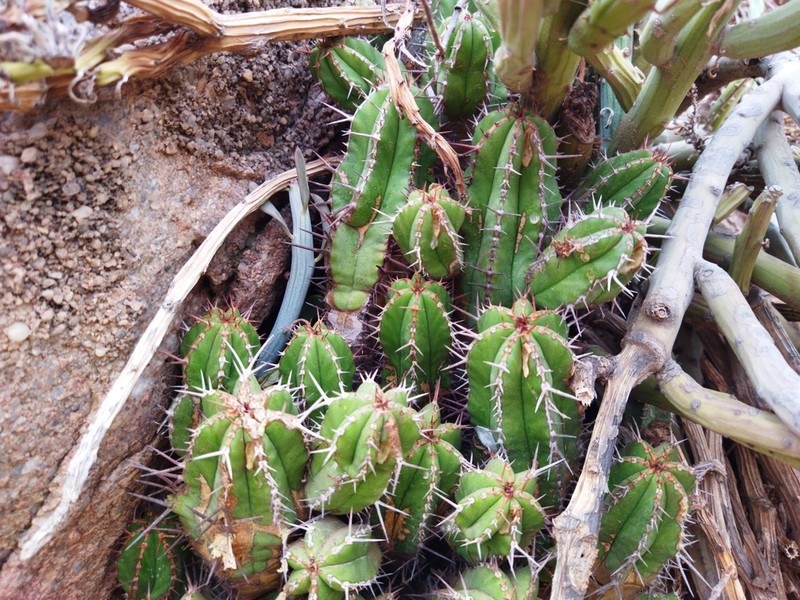 Euphorbia officinarum photo 2