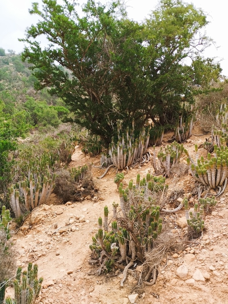 Euphorbia officinarum photo 3