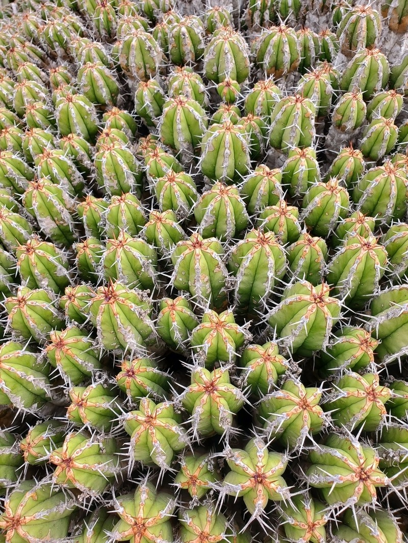 Euphorbia officinarum photo 4