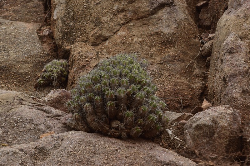 Euphorbia officinarum photo 5