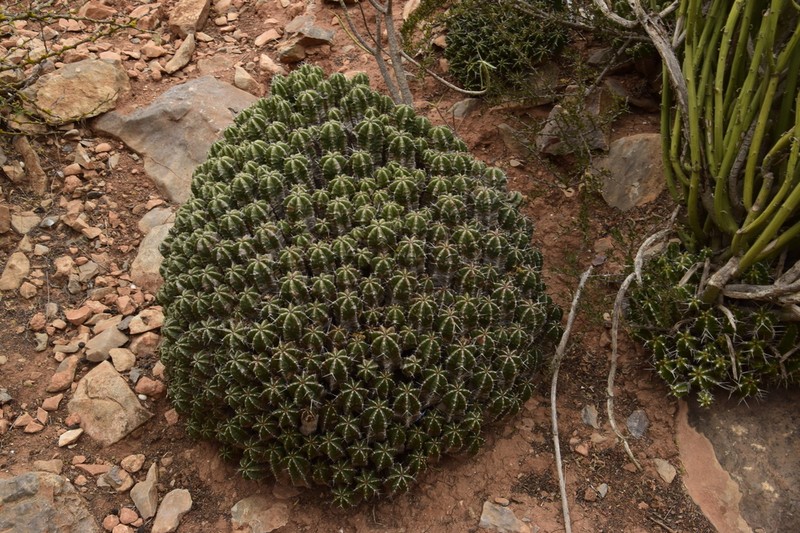 Euphorbia officinarum photo 6