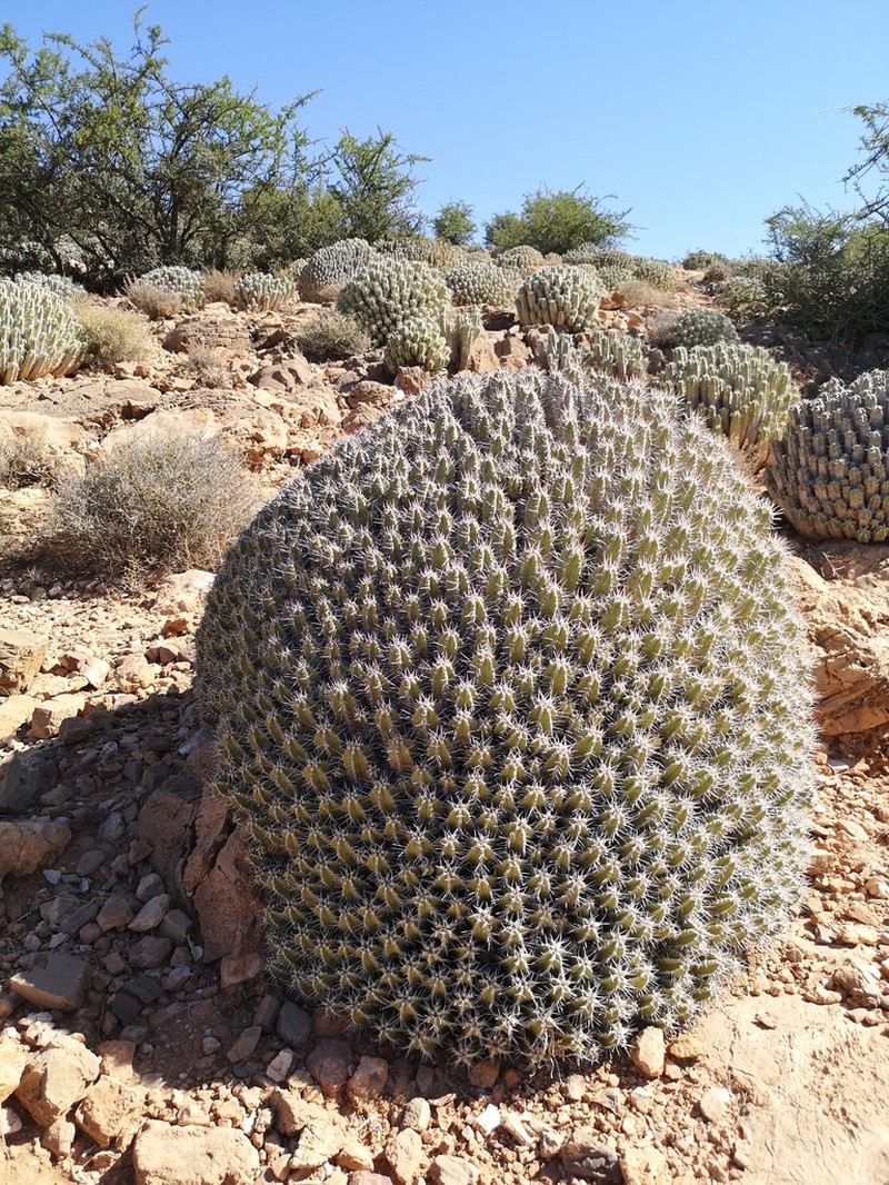 Euphorbia officinarum photo 7