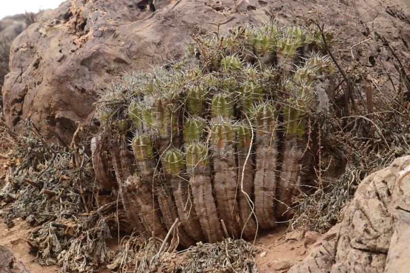 Euphorbia officinarum photo 8