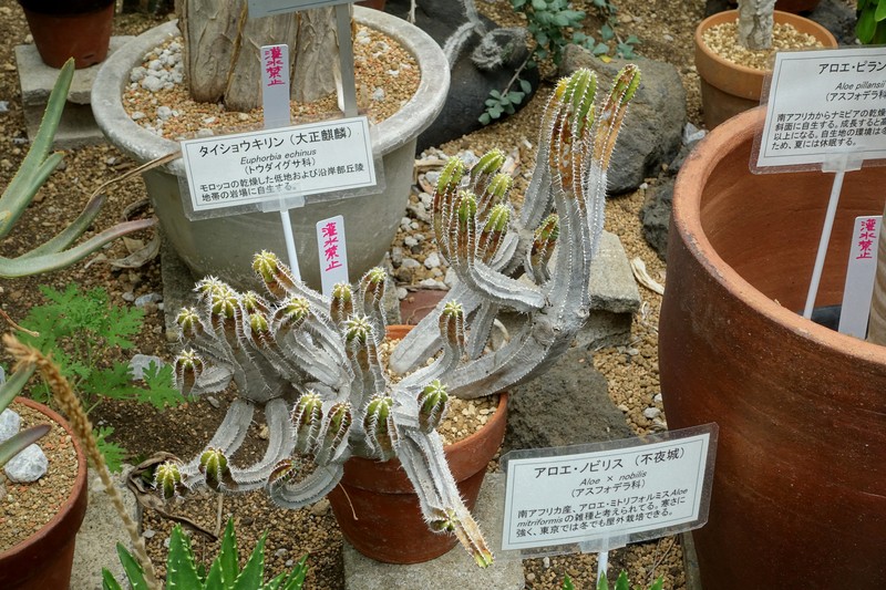 Euphorbia officinarum subsp. echinus