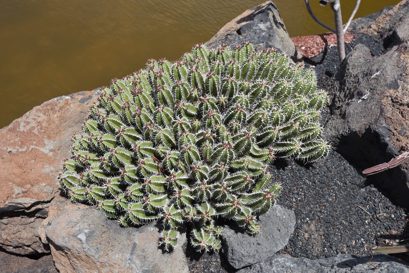 Euphorbia officinarum subsp. echinus photo 2
