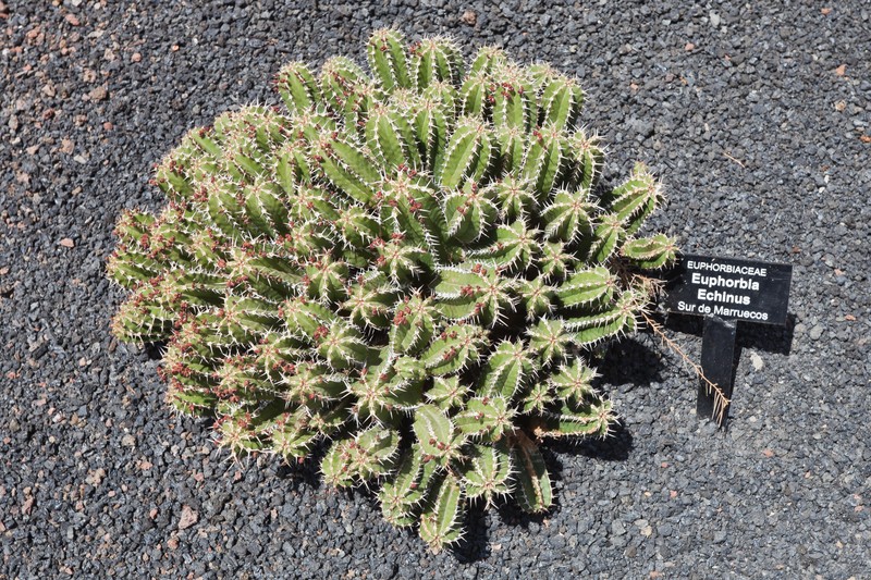 Euphorbia officinarum subsp. echinus photo 3