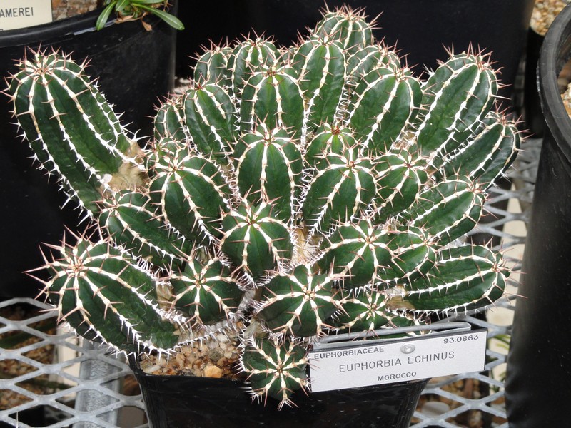 Euphorbia officinarum subsp. echinus photo 4