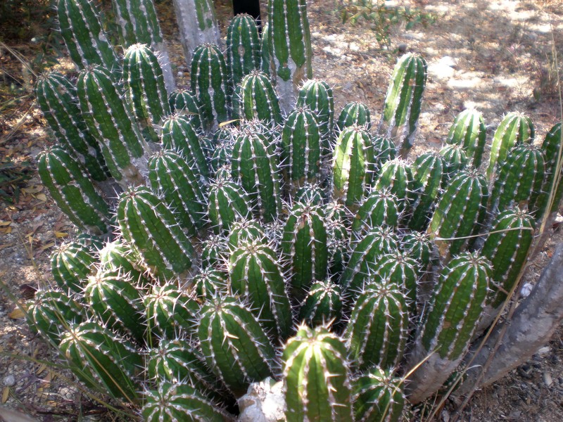 Euphorbia officinarum subsp. echinus photo 5