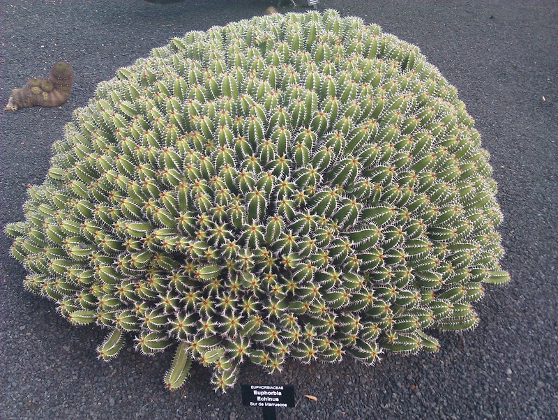 Euphorbia officinarum subsp. echinus photo 6