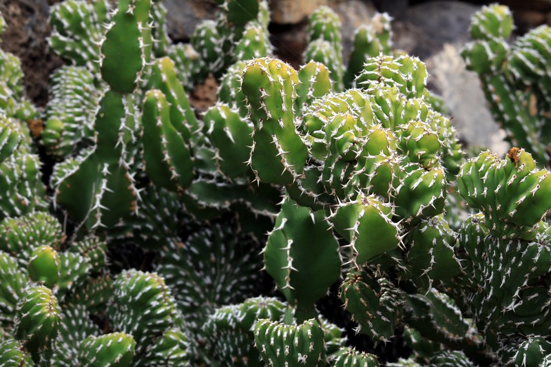 Euphorbia officinarum subsp. echinus photo 7