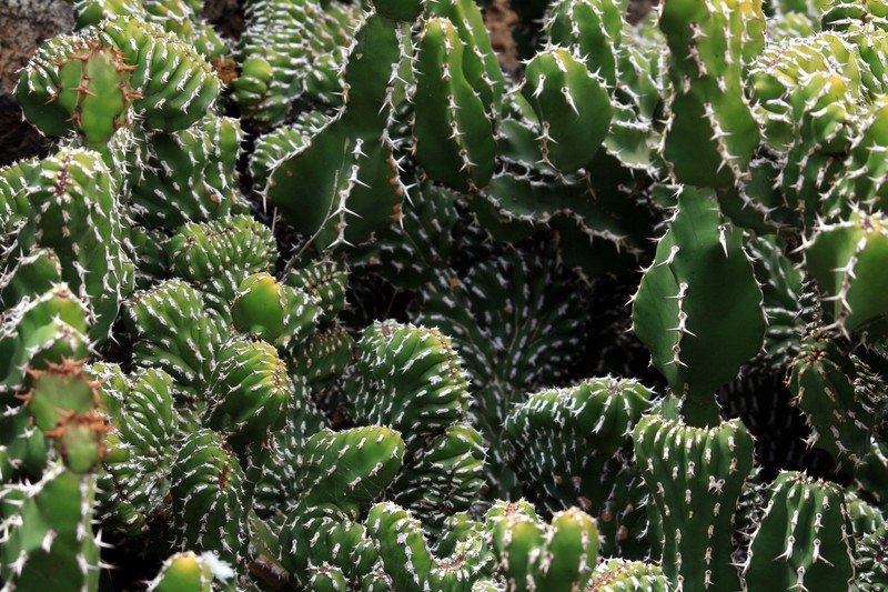 Euphorbia officinarum subsp. echinus photo 8