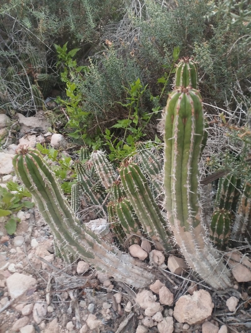 Euphorbia officinarum subsp. officinarum