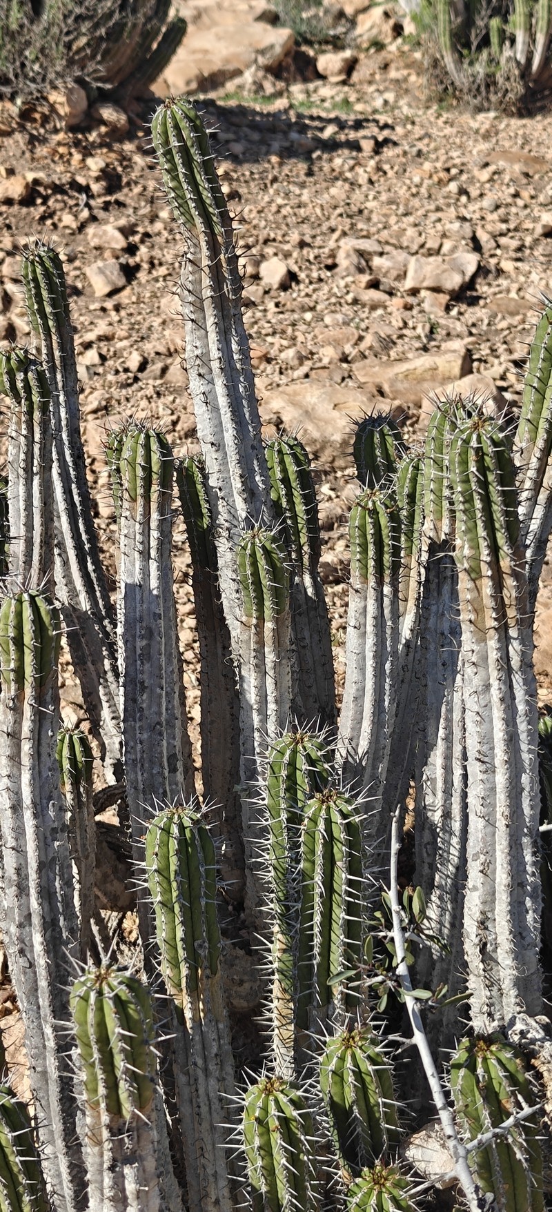 Euphorbia officinarum subsp. officinarum photo 2