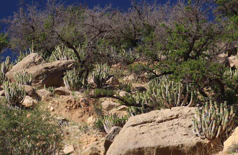Euphorbia officinarum subsp. officinarum photo 3