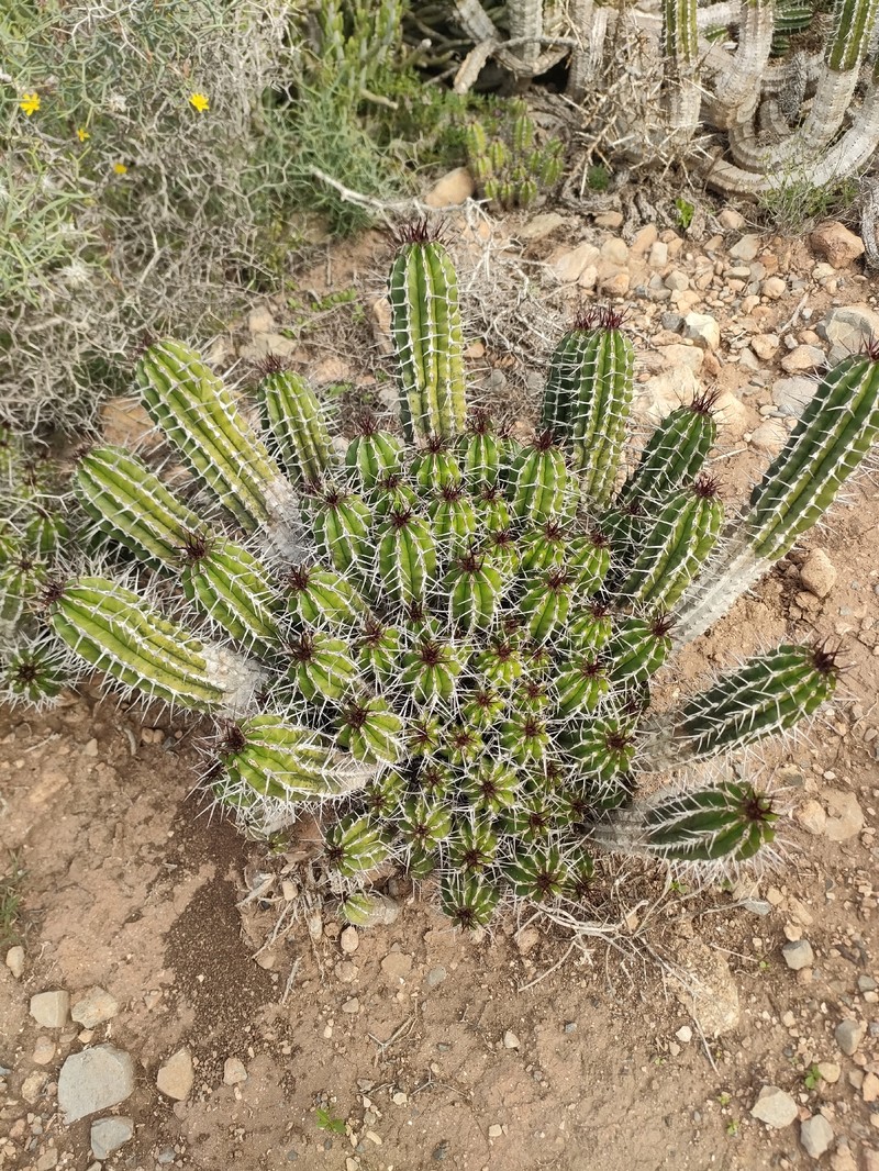 Euphorbia officinarum subsp. officinarum photo 4
