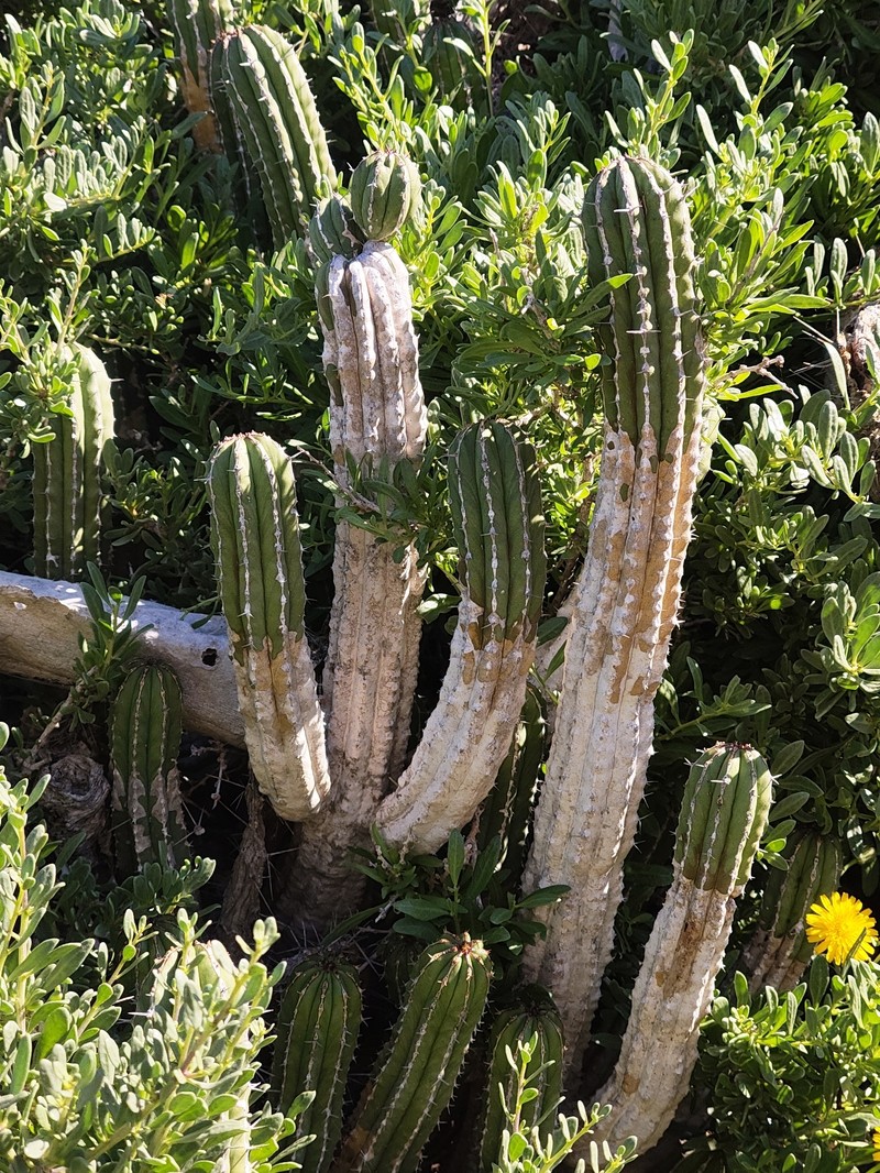 Euphorbia officinarum subsp. officinarum photo 5