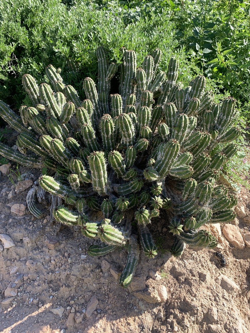 Euphorbia officinarum subsp. officinarum photo 6