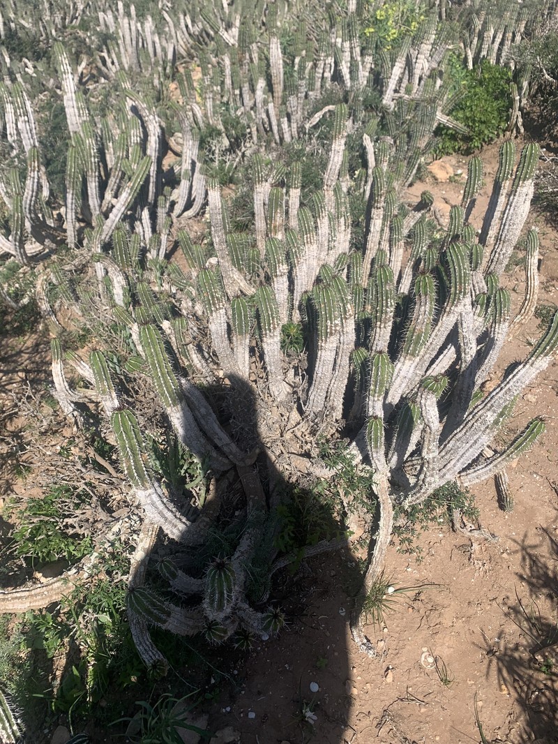 Euphorbia officinarum subsp. officinarum photo 7