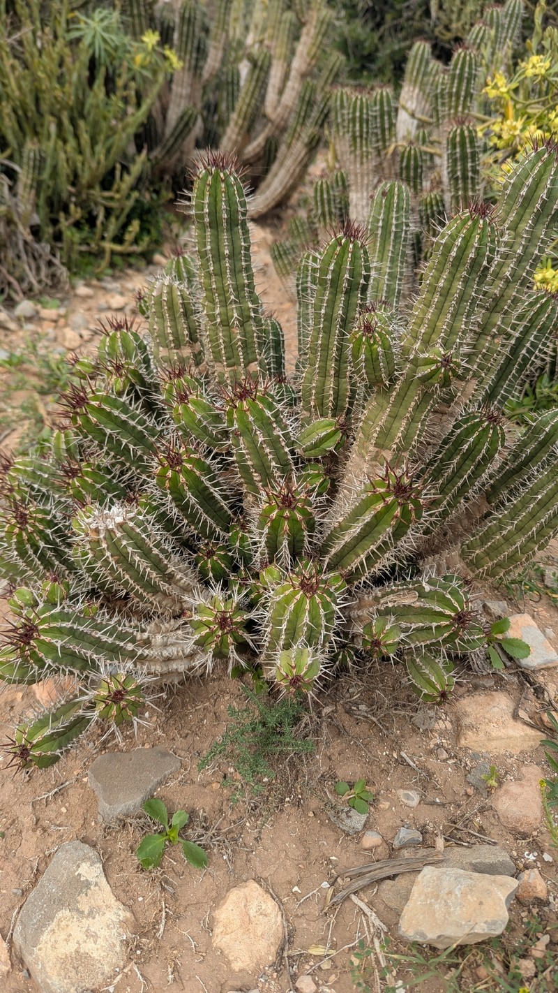Euphorbia officinarum subsp. officinarum photo 8