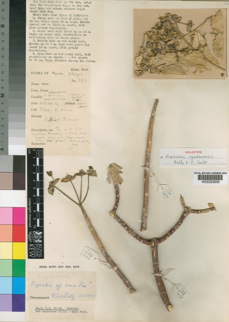 Euphorbia ogadenensis