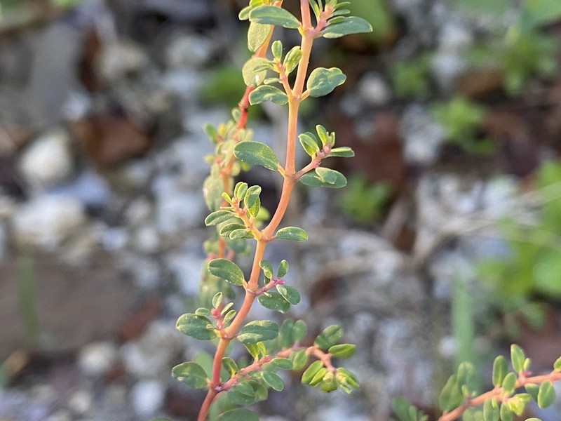 Euphorbia ogdenii