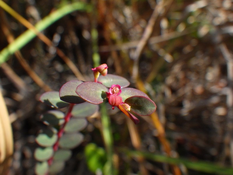 Euphorbia ogdenii photo 2