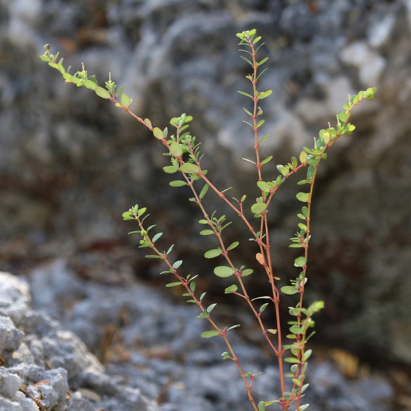 Euphorbia ogdenii photo 3