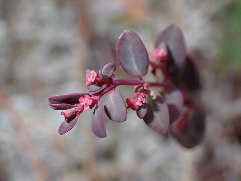Euphorbia ogdenii photo 4