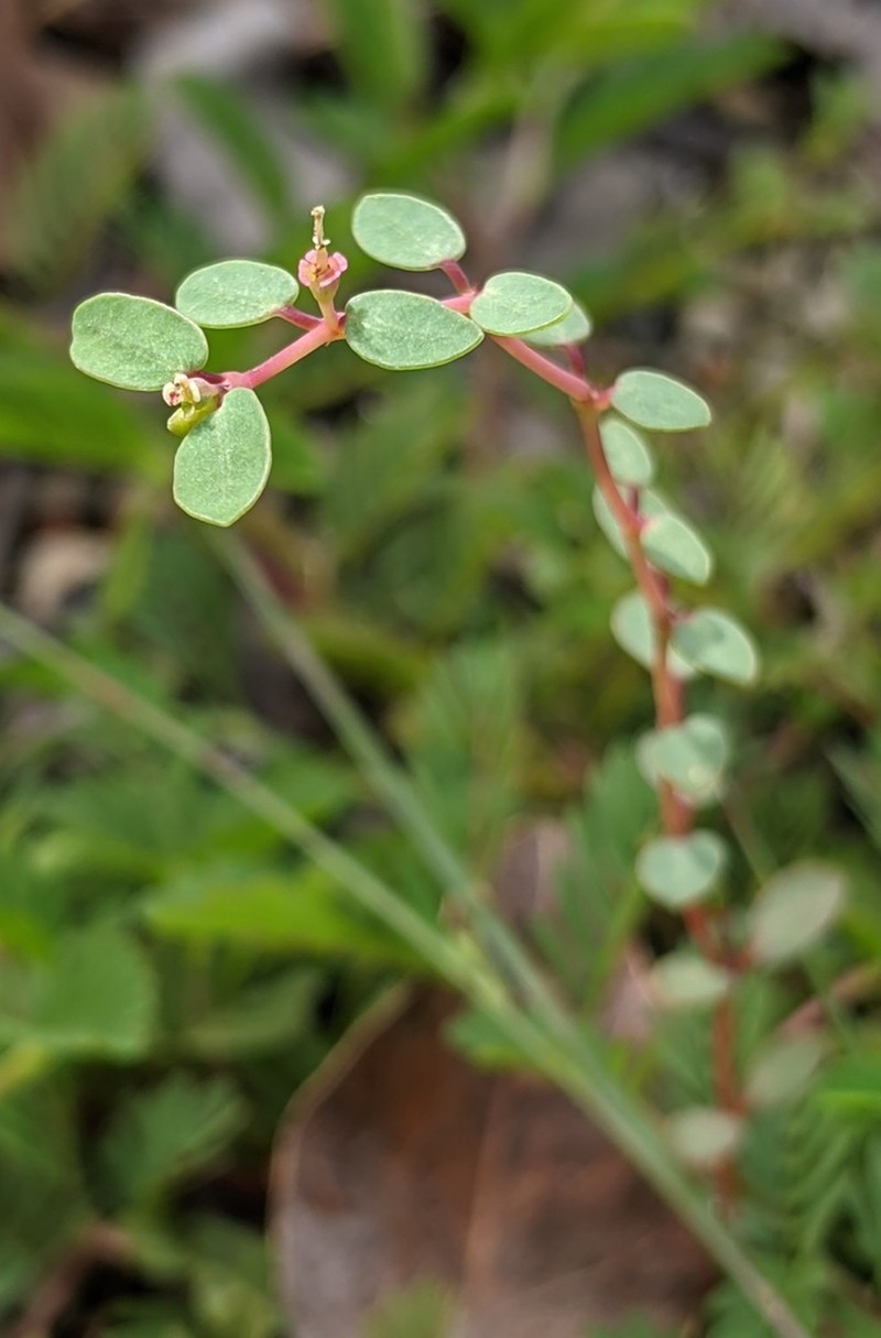Euphorbia ogdenii photo 5