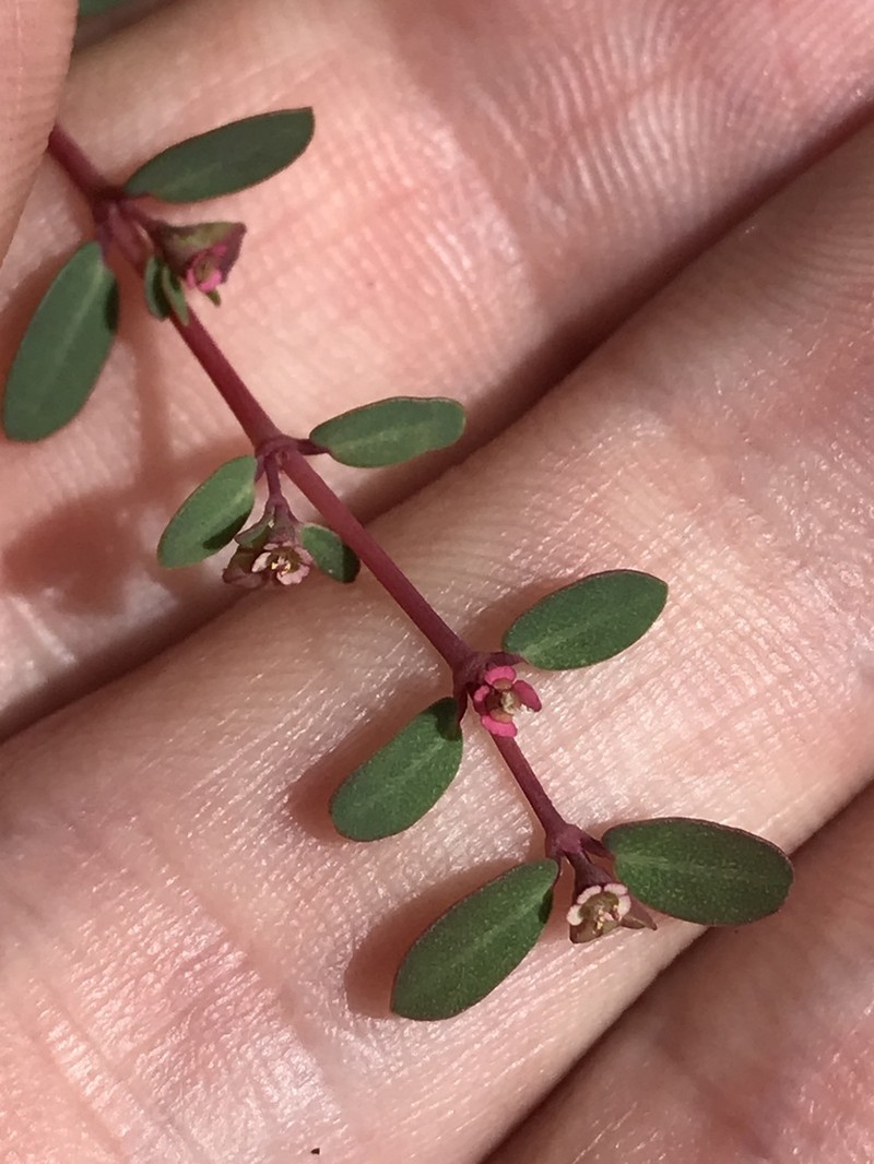 Euphorbia ogdenii photo 6