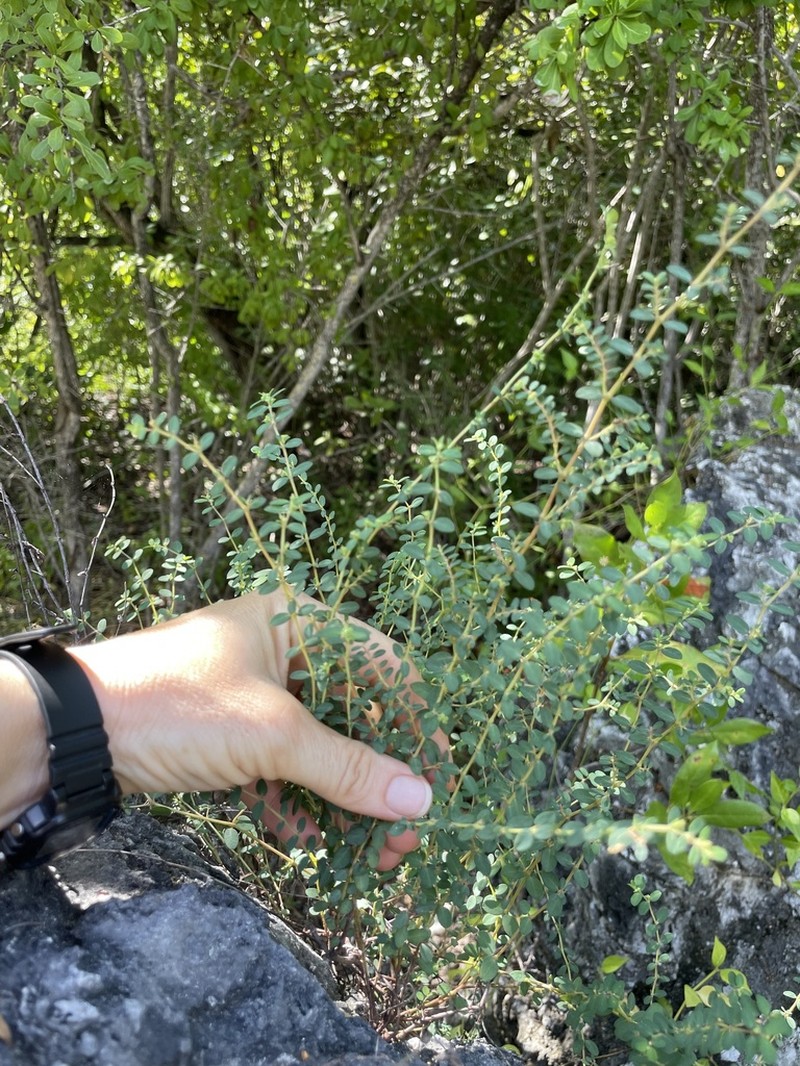 Euphorbia ogdenii photo 7