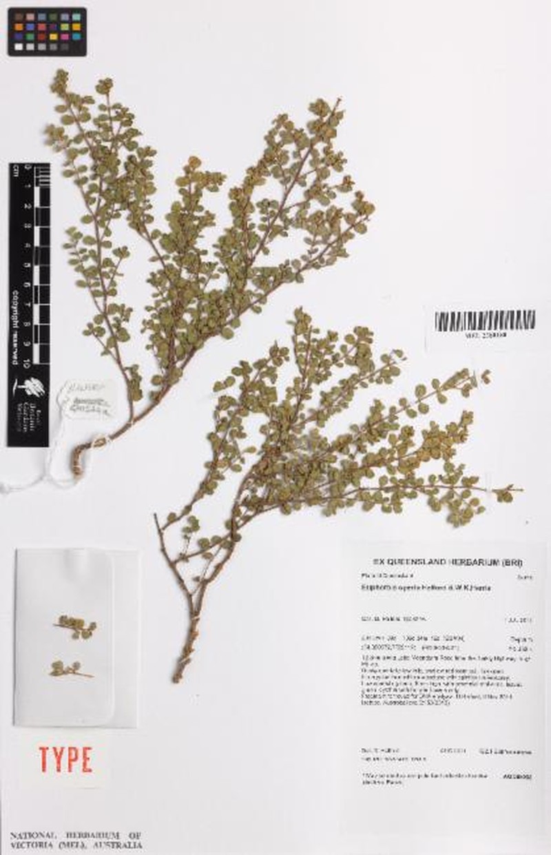 Euphorbia operta