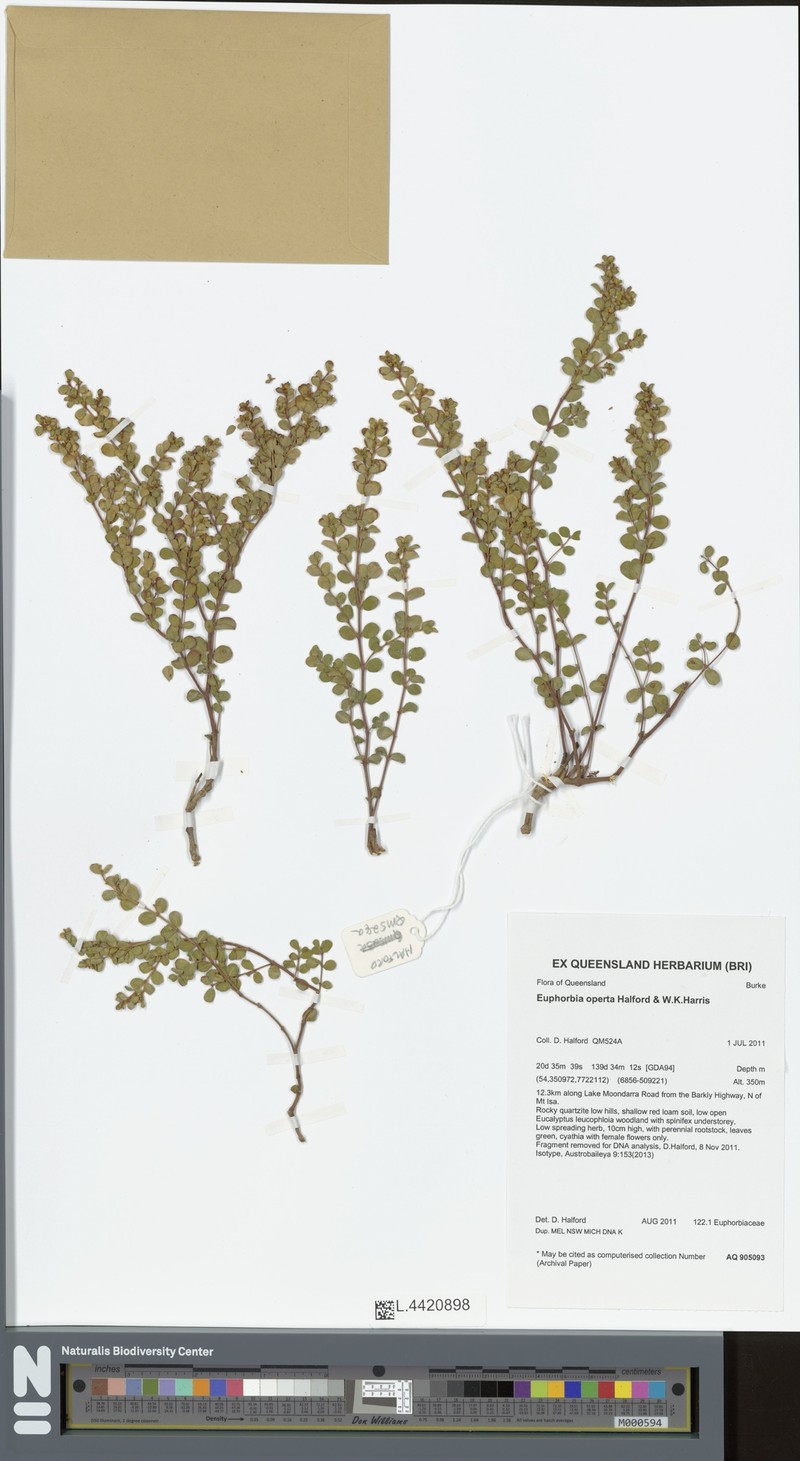 Euphorbia operta photo 2