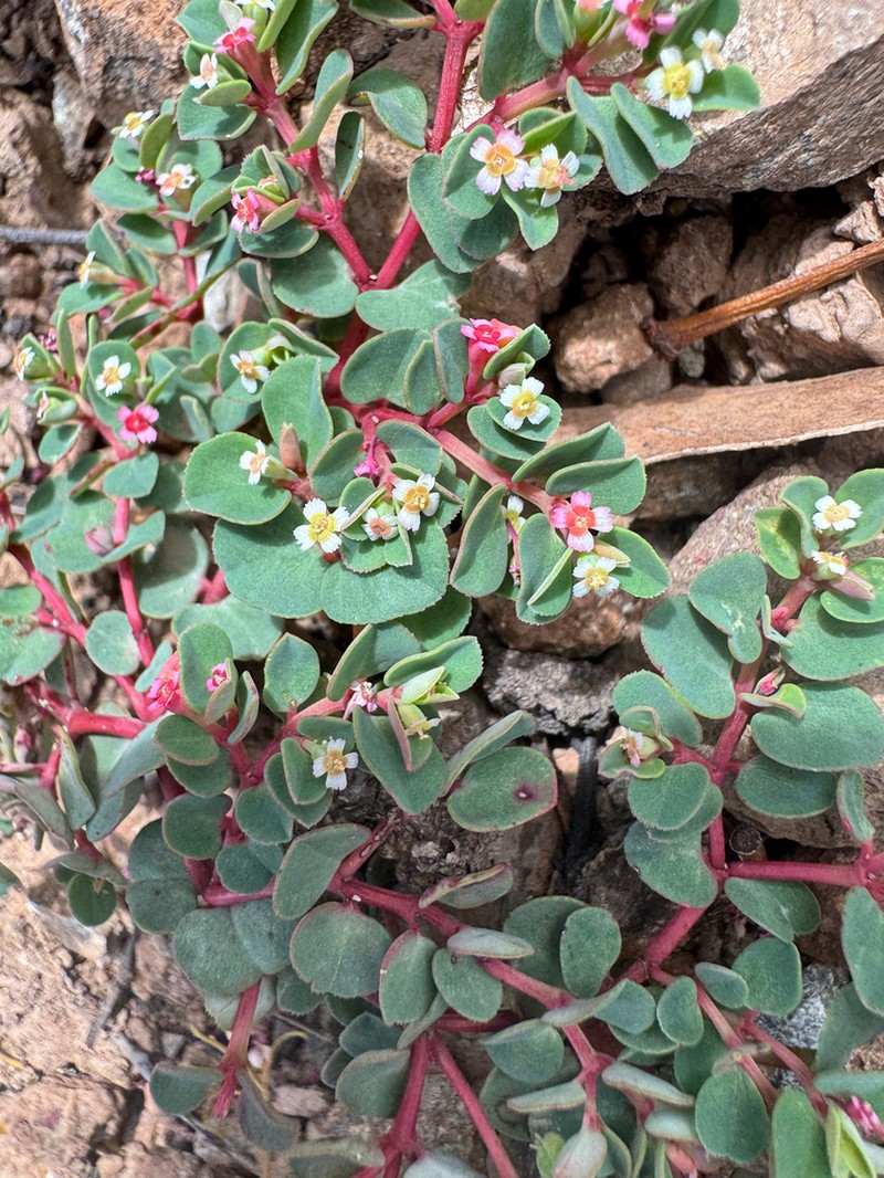 Euphorbia ophiolitica