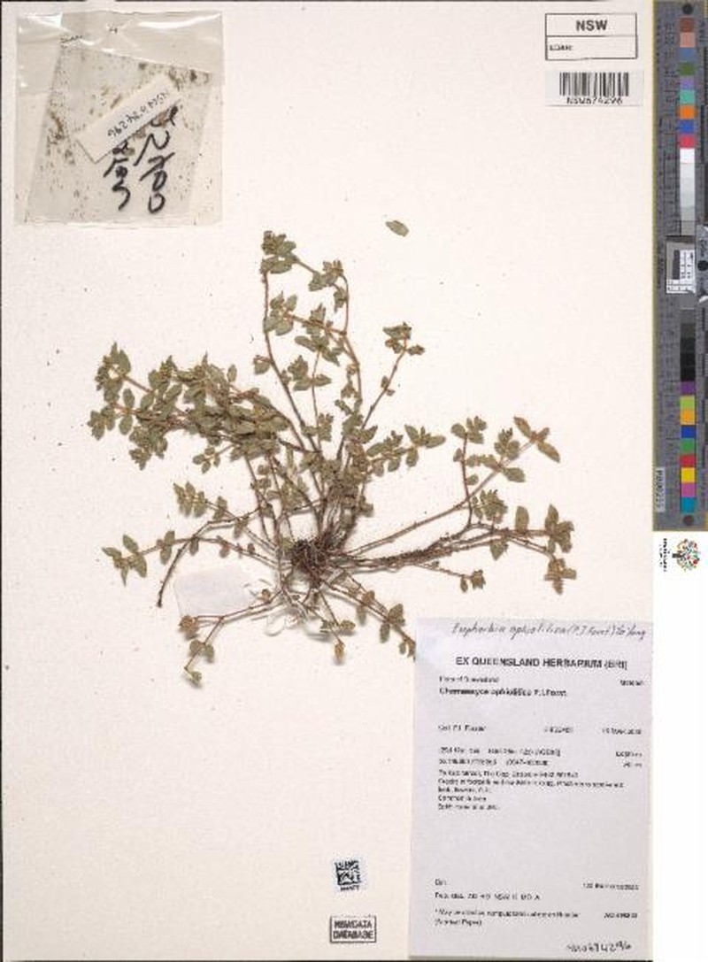 Euphorbia ophiolitica photo 2