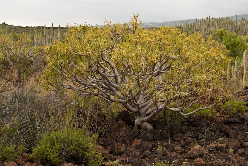 Euphorbia oppositifolia photo 2