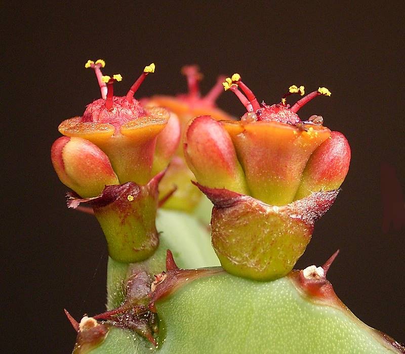 Euphorbia opuntioides
