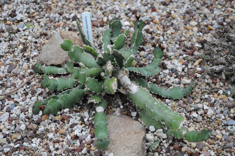 Euphorbia opuntioides photo 5
