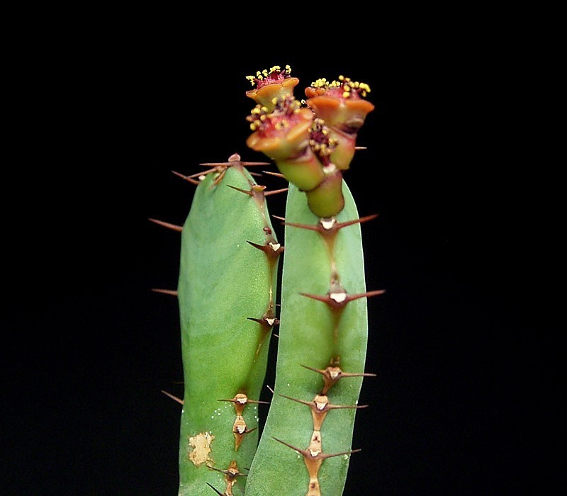 Euphorbia opuntioides photo 6