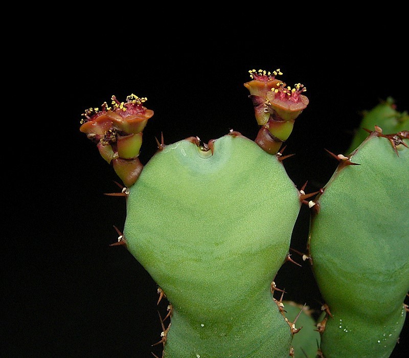 Euphorbia opuntioides photo 7
