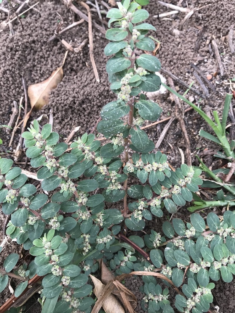 Euphorbia oranensis photo 2