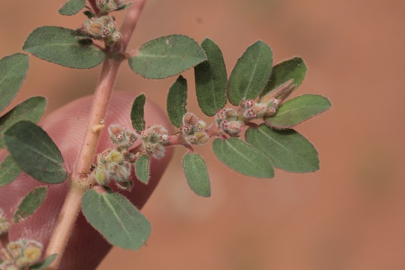 Euphorbia oranensis photo 3